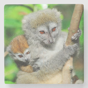 Madagaskar, Andasibe, Ile Aux Lemuriens, Mutter Steinuntersetzer