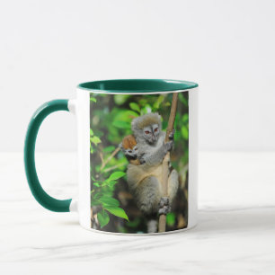 Madagaskar, Andasibe, Ile Aux Lemuriens, Mutter Tasse