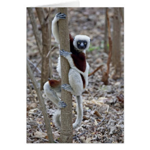 Madagaskar, Ankarafantsika-Reservat; Ampijoroa;
