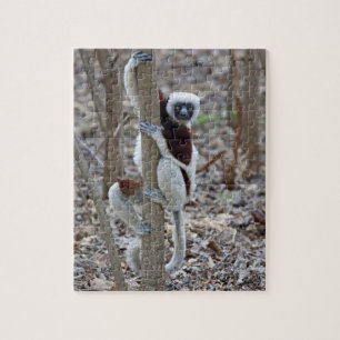 Madagaskar, Ankarafantsika-Reservat; Ampijoroa;