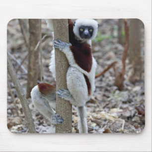 Madagaskar, Ankarafantsika-Reservat; Ampijoroa; Mousepad