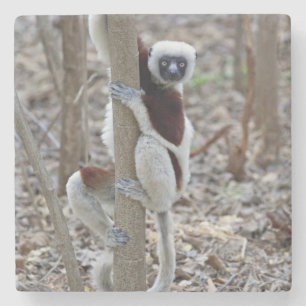 Madagaskar, Ankarafantsika-Reservat; Ampijoroa; Steinuntersetzer