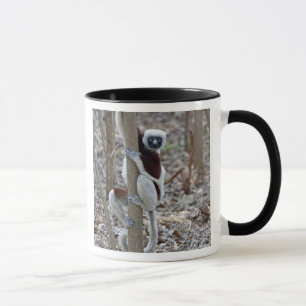 Madagaskar, Ankarafantsika-Reservat; Ampijoroa; Tasse