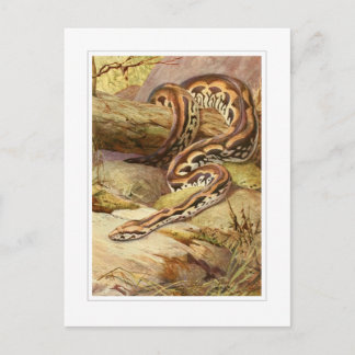 Madagaskar-Boa Postkarte