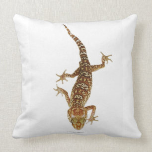Madagaskar Grundgecko (Paroedura pictus) an Kissen
