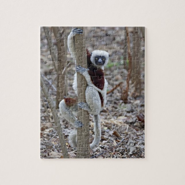 Madagaskar, Reservat Ankarafantsika; Ampijoroa; (Vertikal)