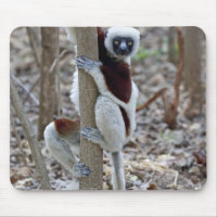 Madagaskar, Reservat Ankarafantsika; Ampijoroa;