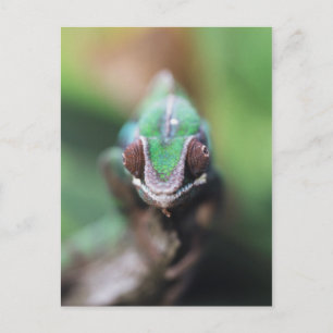 Madagaskar, Roter Bar Panther Chameleon Postkarte