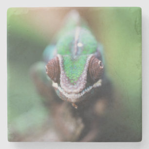 Madagaskar, Roter Bar Panther Chameleon Steinuntersetzer
