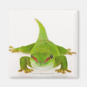 Madagaskar-Tagesgecko (Phelsuma madagascariensis) Magnet