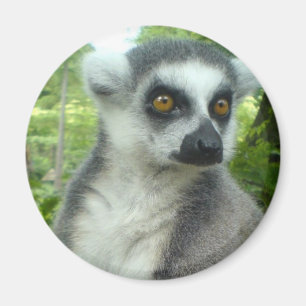 Madagaskarlemur-runder Magnet
