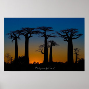 Madagassische Baobabs Poster