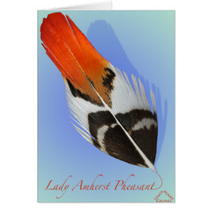Madame Amherst Pheasant Flank