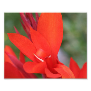 "Madame dans" la copie rouge rouge de photo de