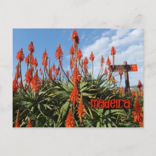 Madeira Aloe Postcard, personalisieren Postkarte