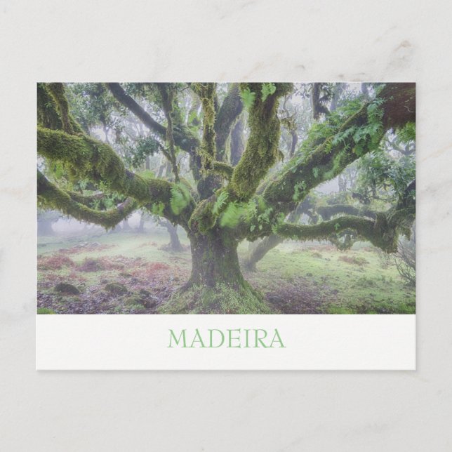 Madeira - Laurel Baum Postkarte mit Text (Vorderseite)