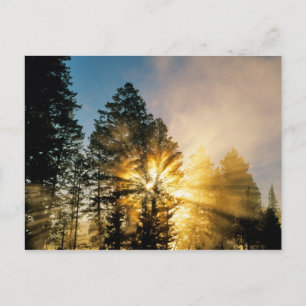 Madison River Yellowstone-Nationalpark Postkarte
