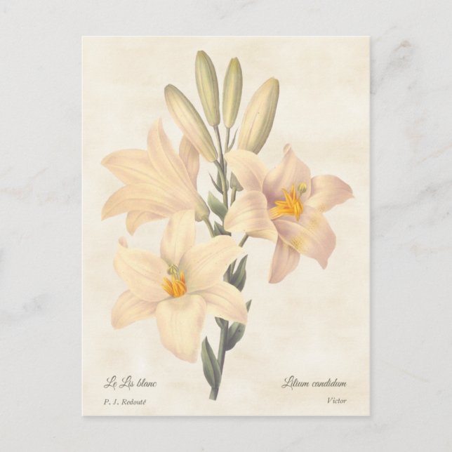 Madonna Lily Vintag Botanische Illustration Postkarte (Vorderseite)