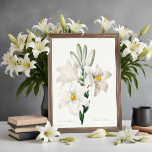 Madonna Lily von Choix ,Redouté. Poster