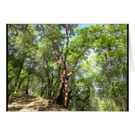 Madrone Baum auf Sonoma-Gebirgspfad