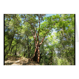 Madrone Baum auf Sonoma-Gebirgspfad