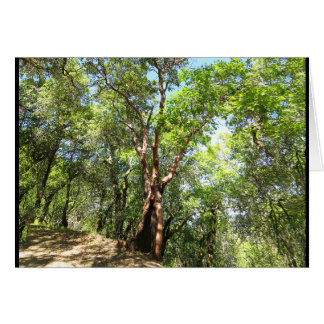 Madrone Baum auf Sonoma-Gebirgspfad
