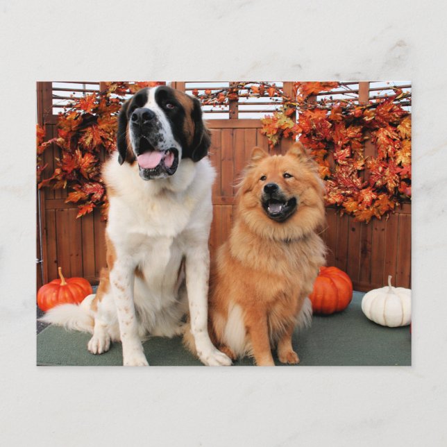 Mae - St Bernard and Cinny - Chow Chow Foto-4 Postkarte (Vorderseite)