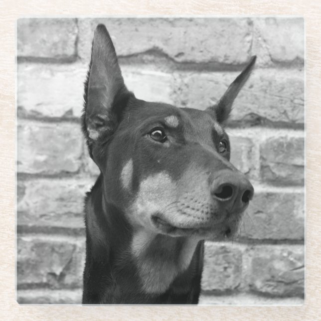 Mag ich Ihr Gesicht lecken Glasuntersetzer (Vorderseite)