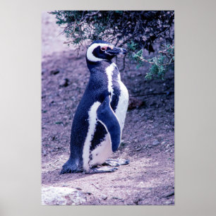 Magellan-Pinguin in der Halbinsel Valdes - Argenti Poster