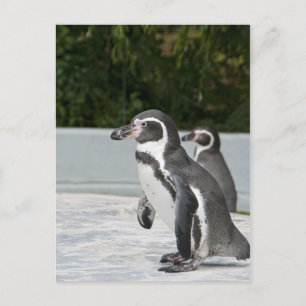 Magellan-Pinguin-Postkarte Postkarte