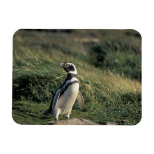 Magellan-Pinguin (Spheniscus magellanicus), Magnet