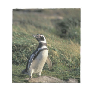 Magellan-Pinguin (Spheniscus magellanicus), Notizblock