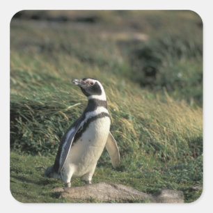 Magellan-Pinguin (Spheniscus magellanicus), Quadratischer Aufkleber