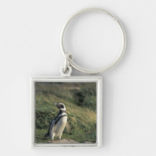 Magellan-Pinguin (Spheniscus magellanicus), Schlüsselanhänger