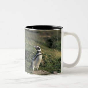 Magellan-Pinguin (Spheniscus magellanicus), Zweifarbige Tasse