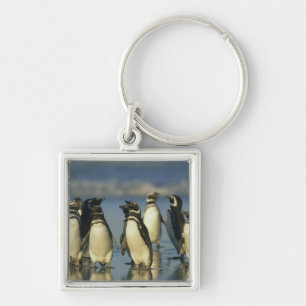Magellan-Pinguine, Spheniscus Schlüsselanhänger