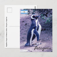 Magellanic Penguin auf der Halbinsel Valdes - Pata