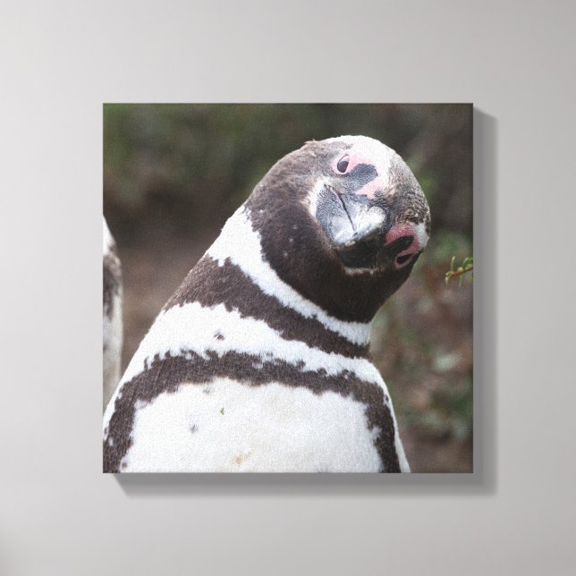 Magellanic Penguin Portrait Leinwanddruck (Vorderseite)