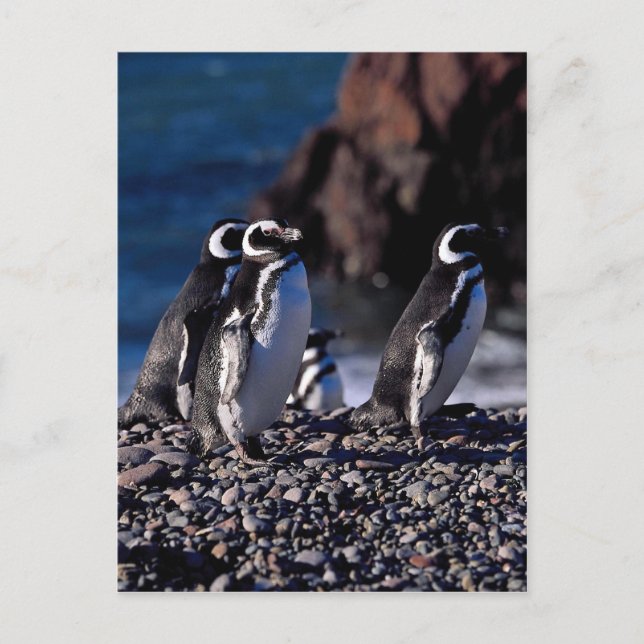 Magellanic Penguin Postkarte (Vorderseite)