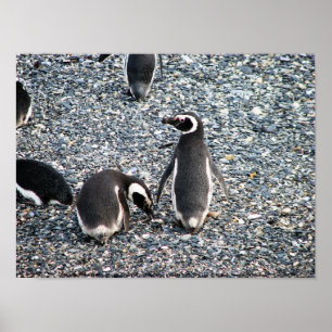 Magellanic Penguins, Beagle-Kanal, Patagonia Poster