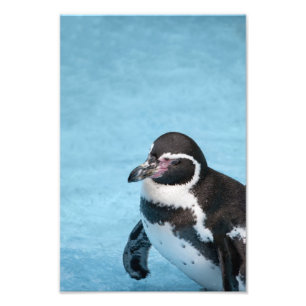 Magellanic Pinguin Foto Print