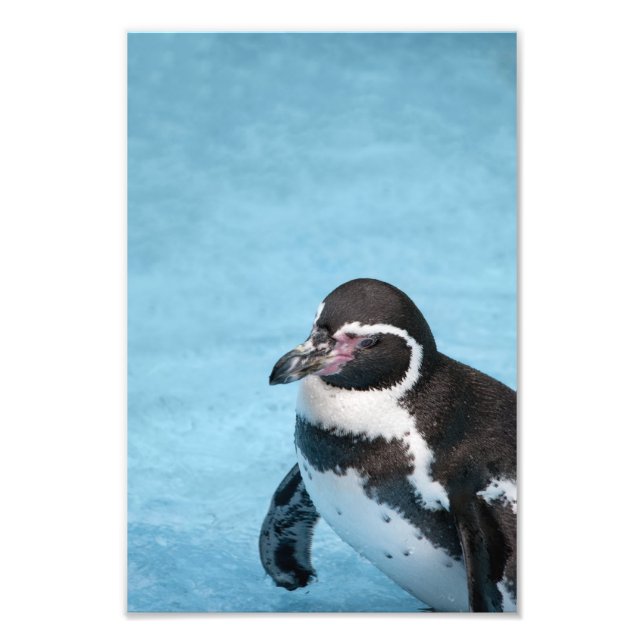 Magellanic Pinguin Foto Print (Vorne)