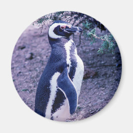 Magellanic Pinguin in Halbinsel Valdes - Argentini Magnet