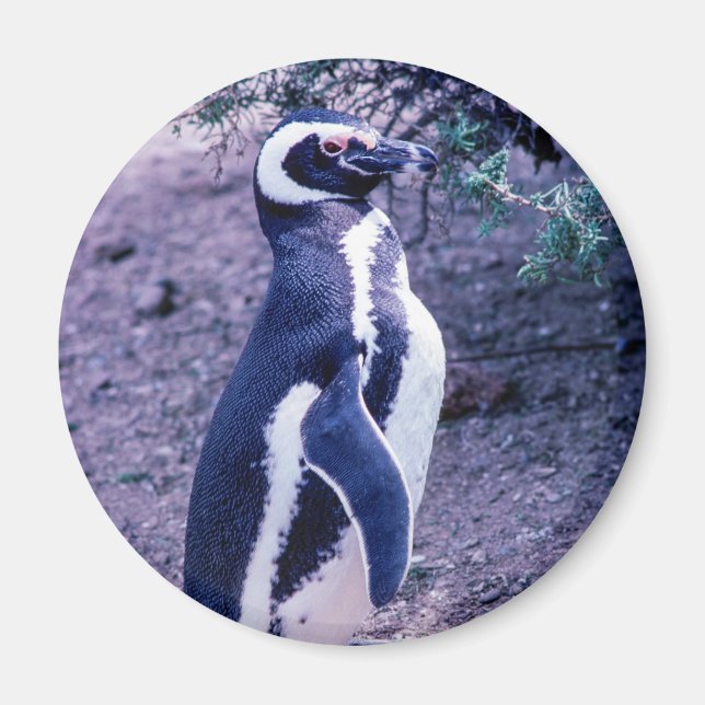 Magellanic Pinguin in Halbinsel Valdes - Argentini Magnet (Vorne)