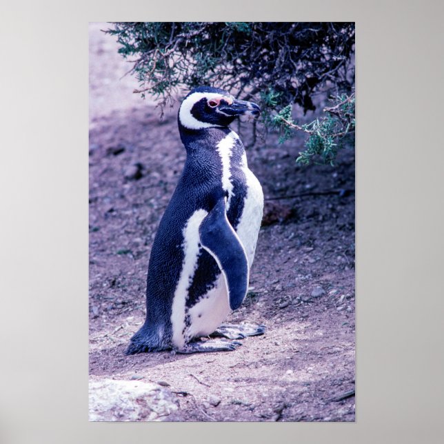 Magellanic Pinguin in Halbinsel Valdes - Argentini Poster (Vorne)