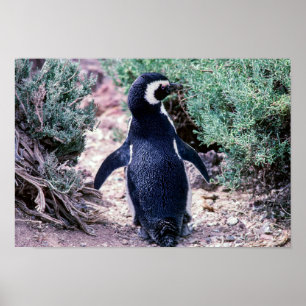 Magellanic Pinguin in Halbinsel Valdes - Argentini Poster
