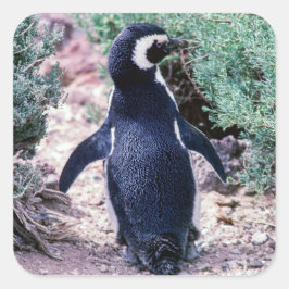 Magellanic Pinguin in Halbinsel Valdes - Argentini Quadratischer Aufkleber