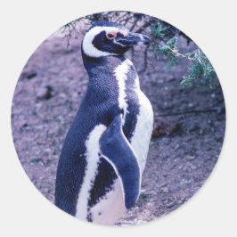 Magellanic Pinguin in Halbinsel Valdes - Argentini Runder Aufkleber