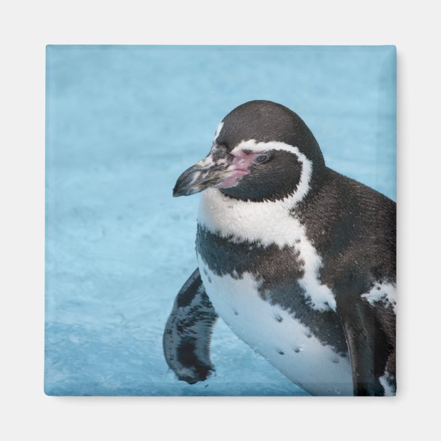 Magellanic Pinguin Magnet (Vorne)