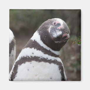 Magellanic Pinguin-Porträt Magnet
